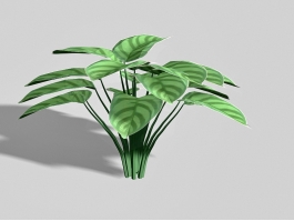 Calathea Zebrina Plant 3d preview