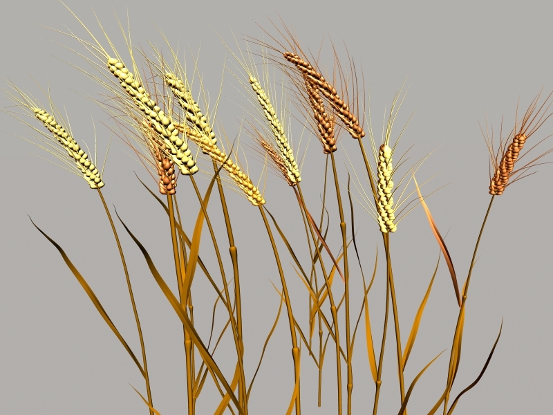 Nature Wheat 3d rendering