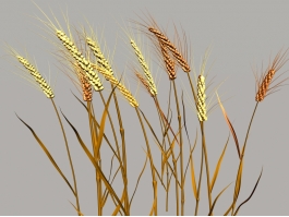 Nature Wheat 3d model preview