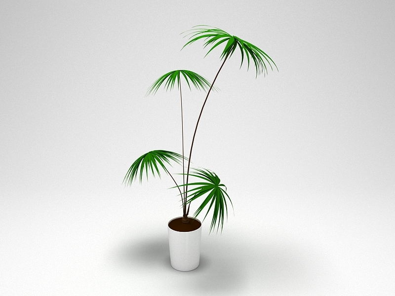 Potted Palm Plant 3d rendering