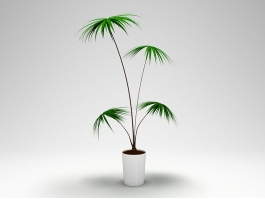 Potted Palm Plant 3d model preview