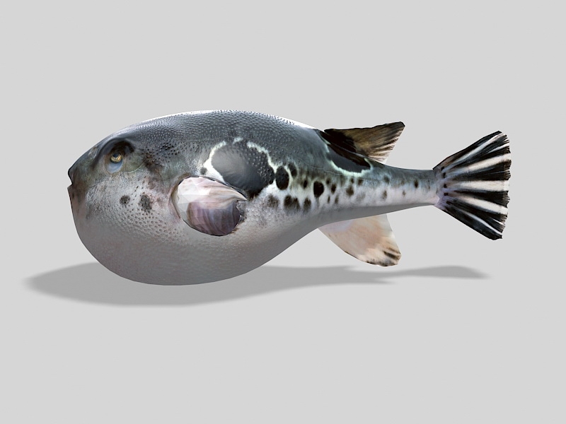 Big Puffer Fish 3d rendering