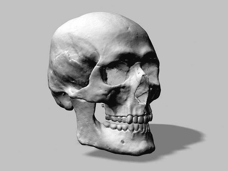 Human Skull 3d rendering