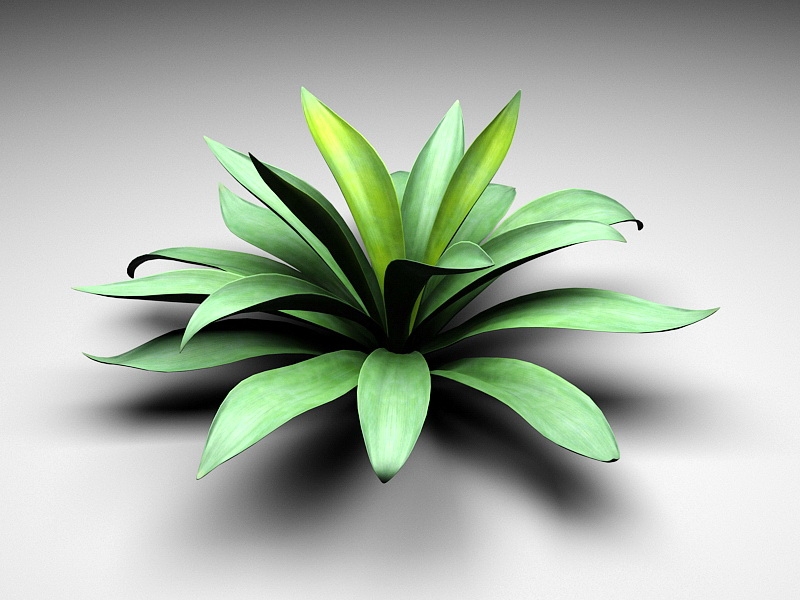 Agave Succulent Plant 3d rendering