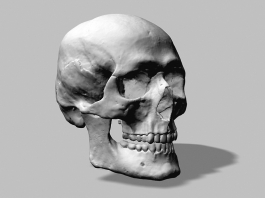 Human Skull 3d preview