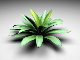 Agave Succulent Plant 3d model preview