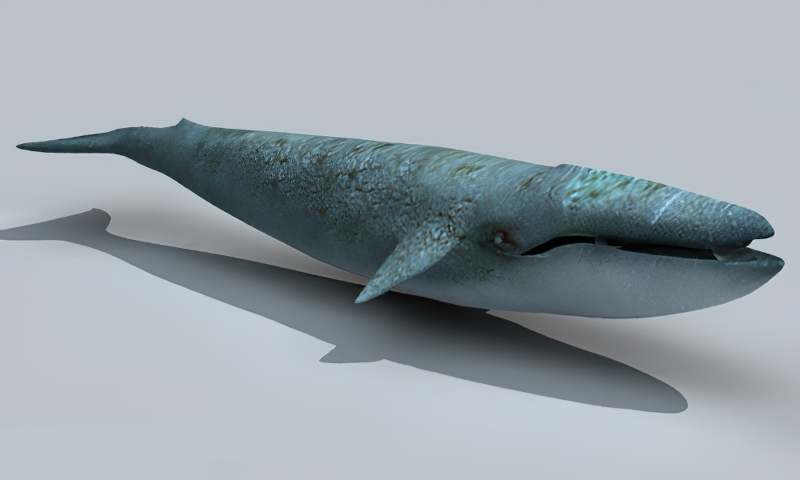 Adult Blue Whale 3d rendering