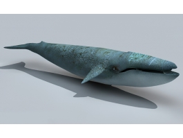 Adult Blue Whale 3d model preview