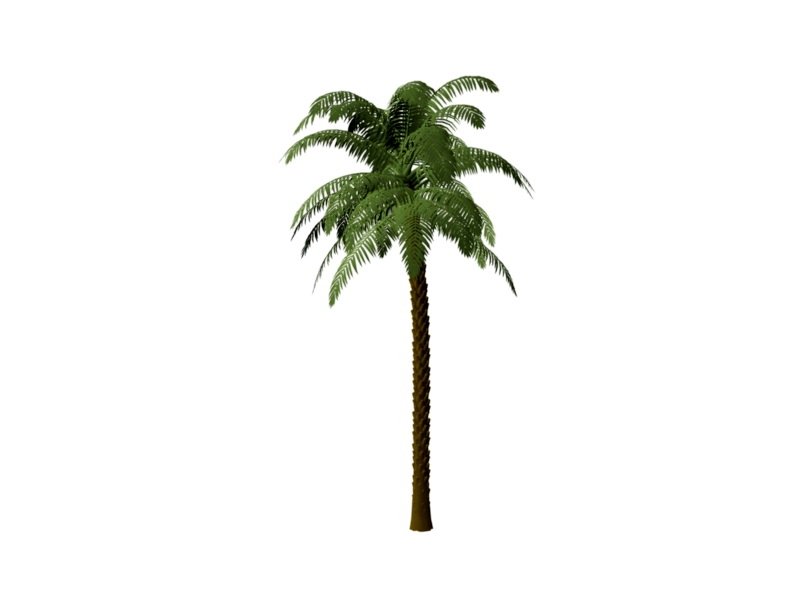 Coconut Palm Tree 3d rendering