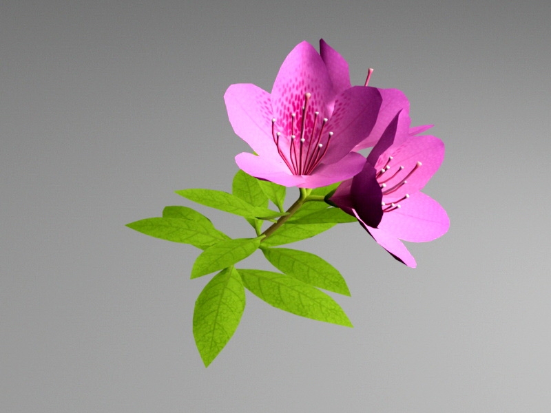 Purple Azalea Flower 3d rendering