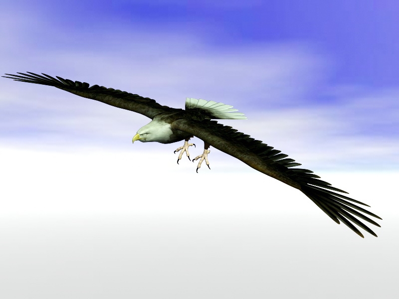Bald Eagle Rigged 3d rendering
