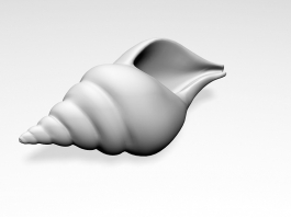 Banded Tulip Shell 3d model preview