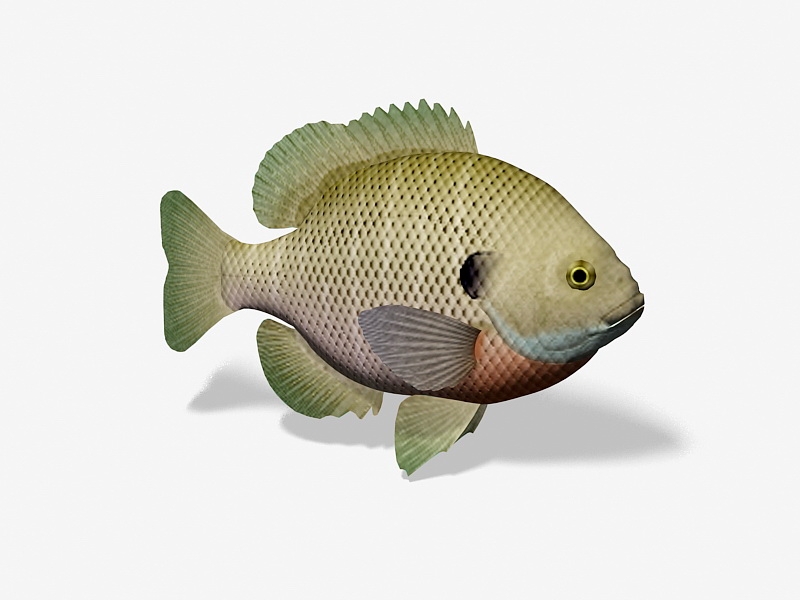 Bluegill Fish 3d rendering