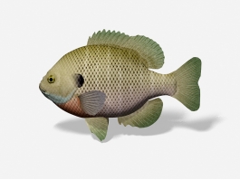 Bluegill Fish 3d model preview