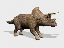 Triceratops Dinosaur 3d model preview