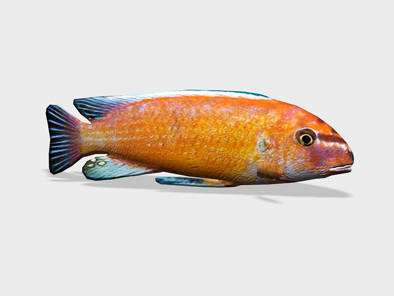 Animated Red African Cichlid 3d rendering