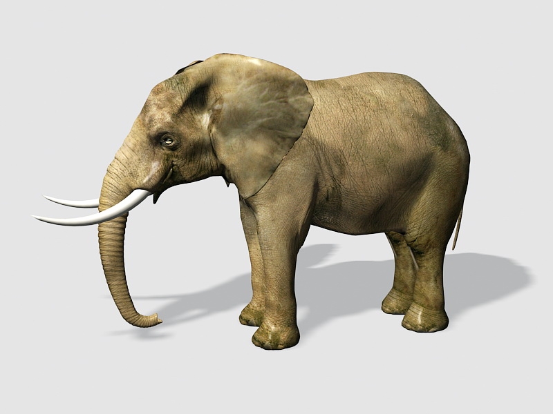 Wild Elephant 3d rendering