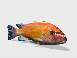 Animated Red African Cichlid 3d model preview