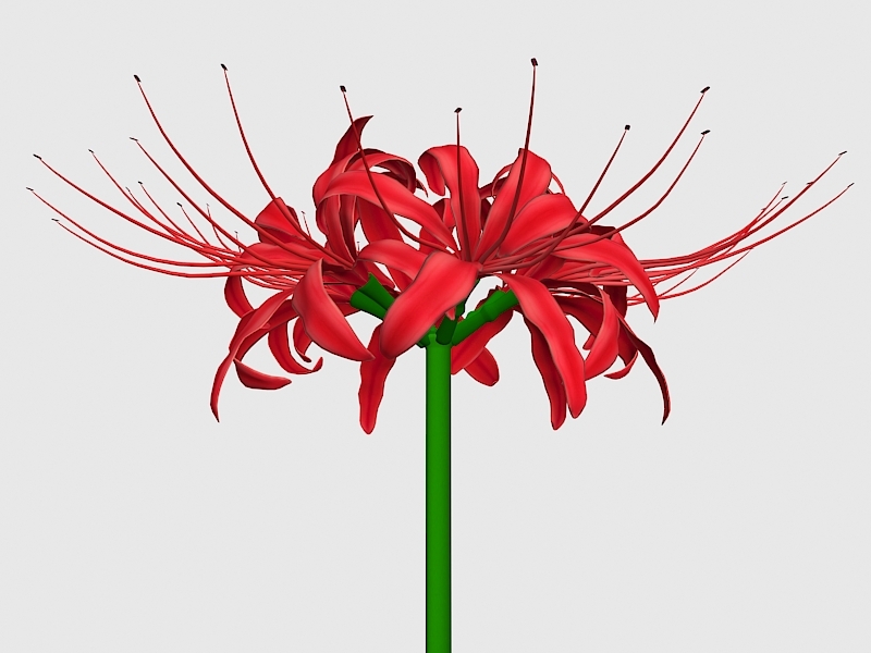Red Spider Lily Flower 3d rendering