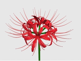 Red Spider Lily Flower 3d model preview
