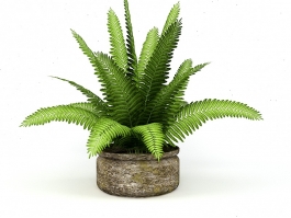 Fern House Plant 3d model preview