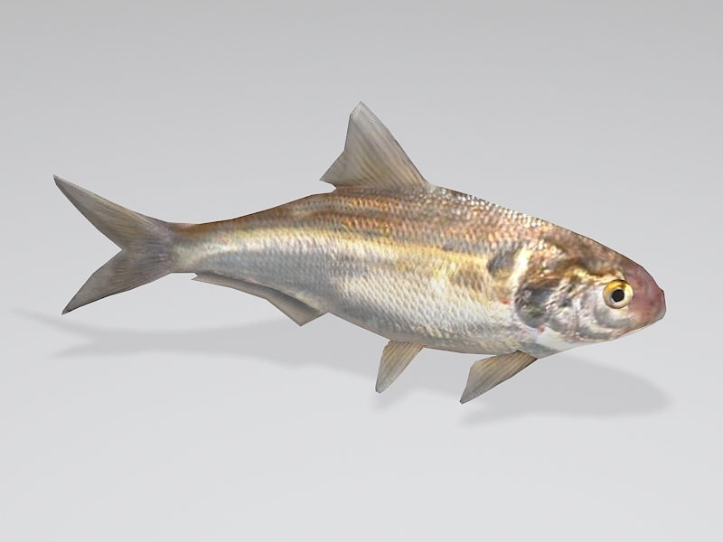 Animated Freshwater Shad Fish Low Poly 3d rendering
