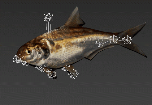 Animated Freshwater Shad Fish Low Poly 3d rendering