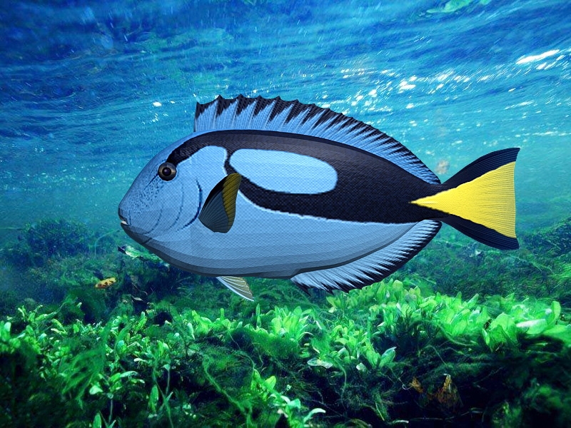 Blue Tang Fish 3d rendering