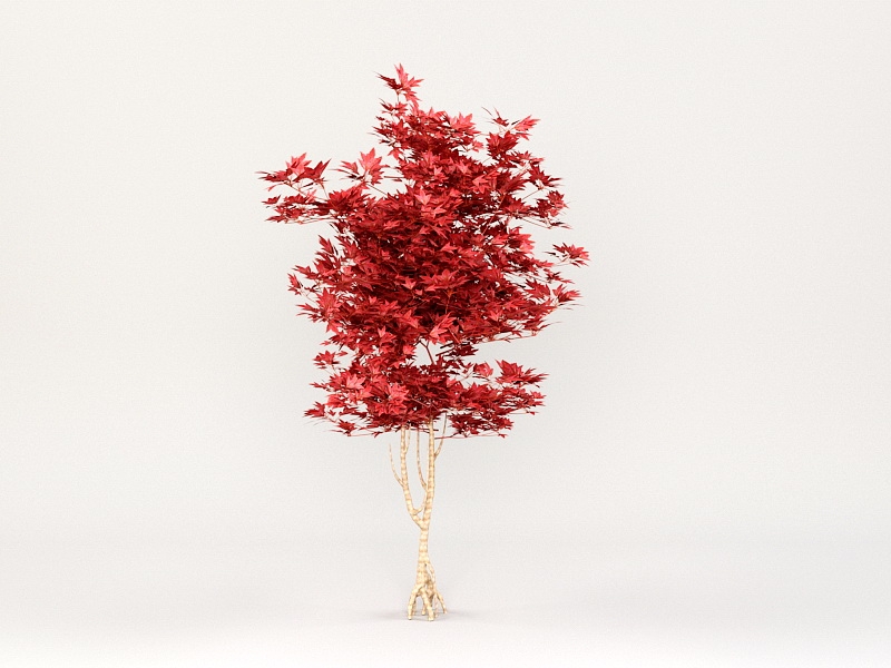 Red Sugar Maple Tree 3d rendering