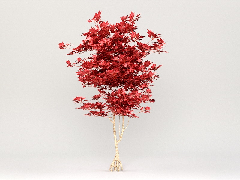 Red Sugar Maple Tree 3d rendering