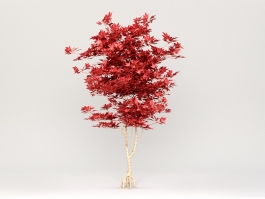 Red Sugar Maple Tree 3d preview