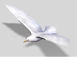 White Sea Bird 3d preview