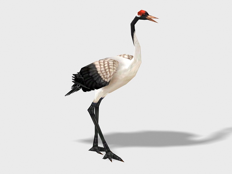 Red-crowned Crane Bird 3d rendering