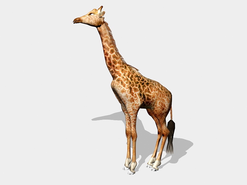 Beautiful Giraffe 3d rendering