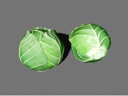 Cabbage Head 3d model preview