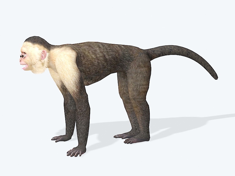 Capuchin Monkey 3d rendering