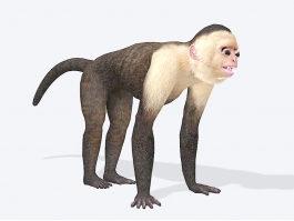 Capuchin Monkey 3d model preview