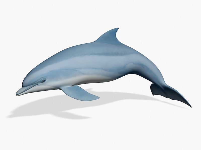 Beautiful Dolphin 3d rendering