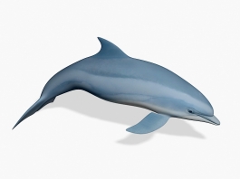 Beautiful Dolphin 3d preview