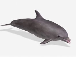 Smiling Dolphin 3d preview