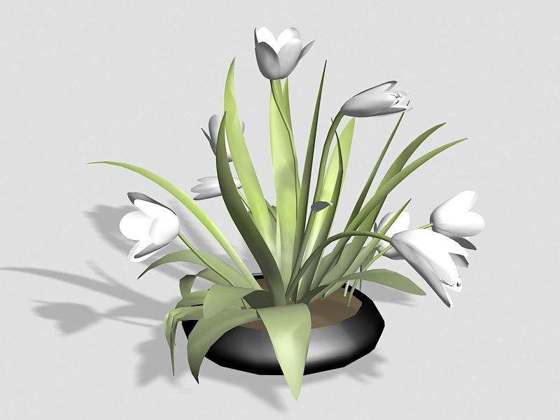 Indoor Potted Lilies 3d rendering