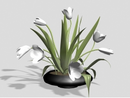 Indoor Potted Lilies 3d preview