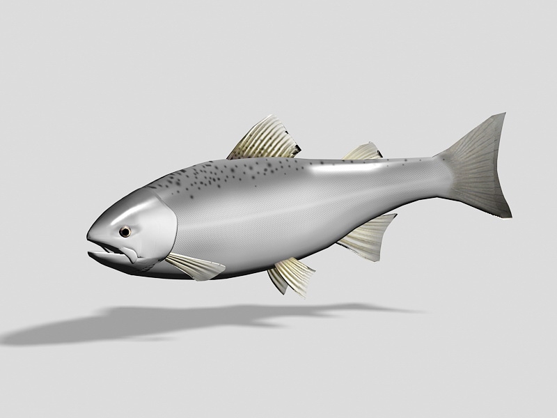 Masu Salmon Fish 3d rendering