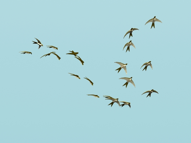 Flock of Swallows 3d rendering