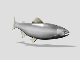 Masu Salmon Fish 3d preview