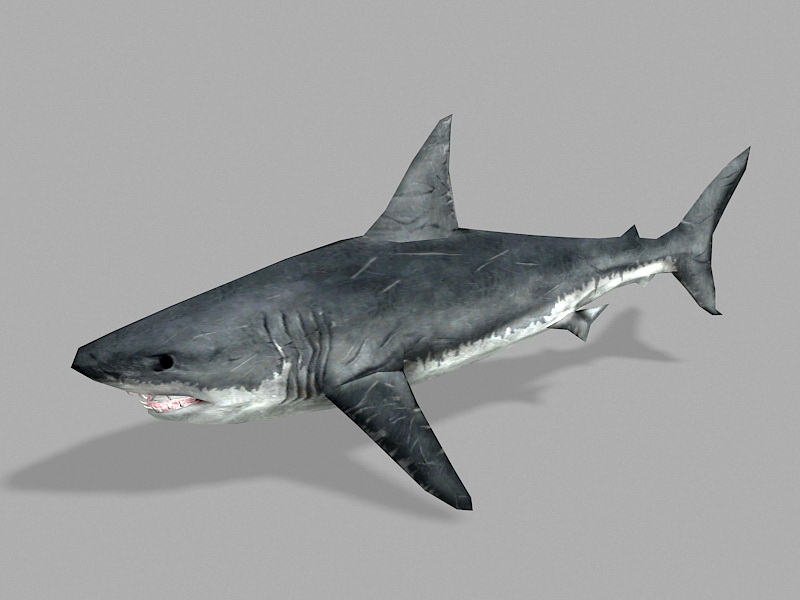 Battle Scarred Shark 3d rendering