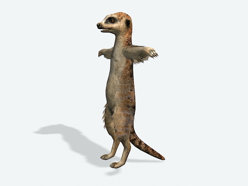 Meerkat Animal 3d rendering