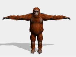 Giant Orangutan 3d preview