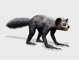 Aye-aye Lemur Animal 3d model preview