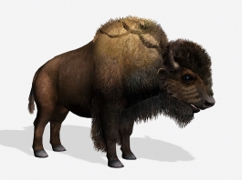 Bison American Buffalo 3d model preview